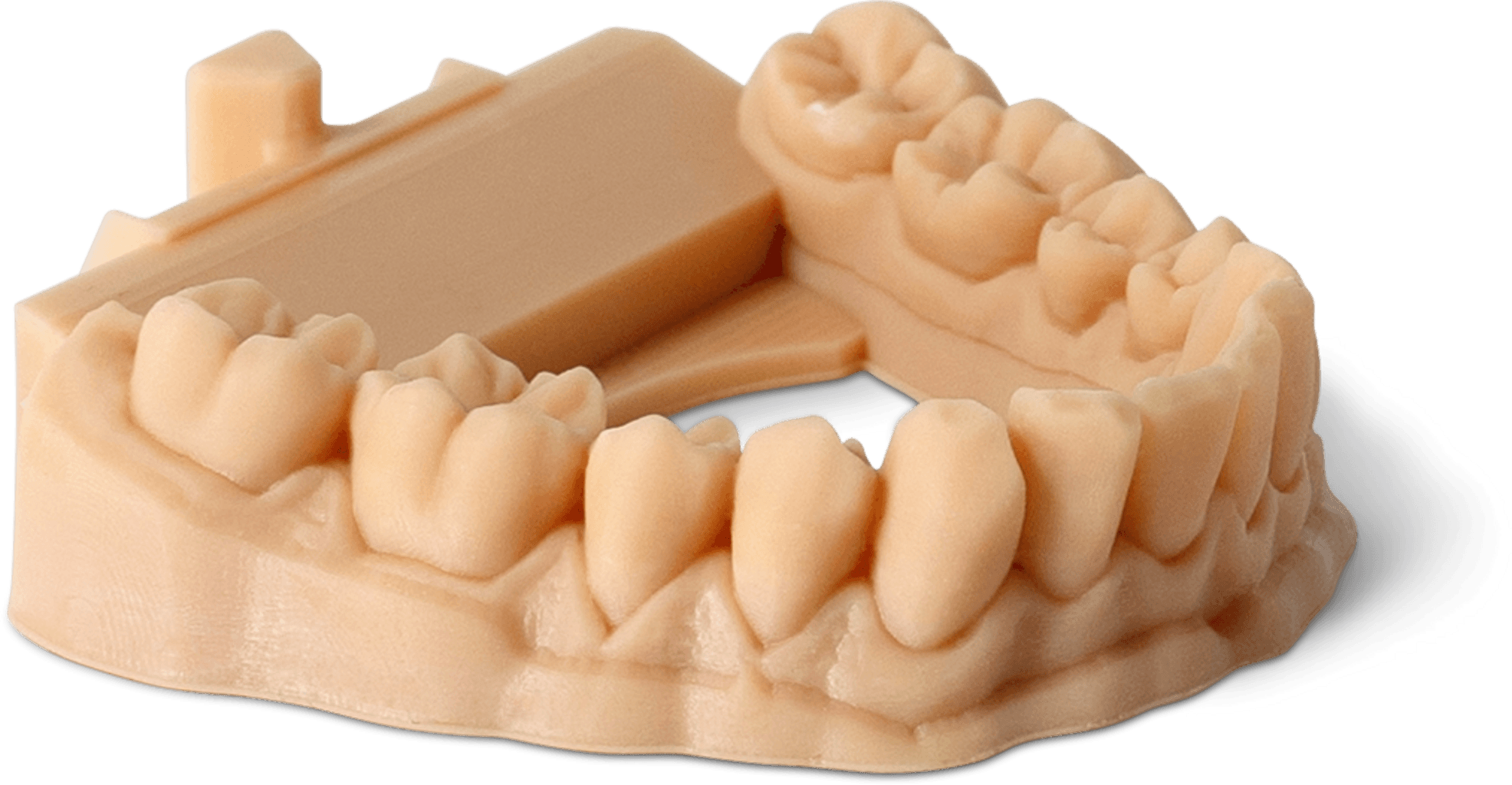 Dental Teeth Model (Resin Print)